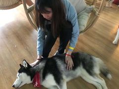 -Husky Go! 哈士奇体验馆·宠物咖啡厅狗咖