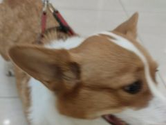 -美联众合动物医院·24h京西诊疗中心
