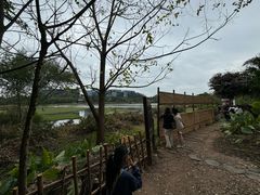 -华侨城湿地公园