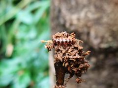 -海南热带雨林国家公园吊罗山景区
