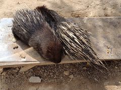 -青藏高原野生动物园