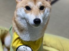 -逗柴咖啡屋·狗咖猫咖宠物桌游