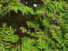 -西双版纳原始森林公园