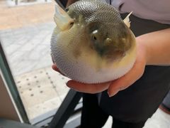 -肆月河豚·新淮扬(金融街店)