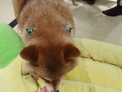 -逗柴咖啡屋·狗咖猫咖宠物桌游