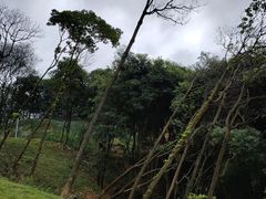 -黄埔油麻山森林公园