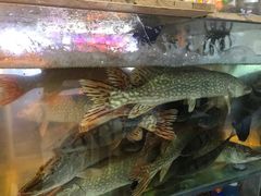 -煲来饱去冷水鱼