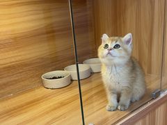 -猫十亿·布偶金渐层·曼基康矮脚猫舍(青年路店)