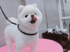 -宠福鑫康馨动物医院·骨科·眼科