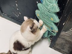 -猫色咖啡·猫咖