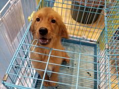 -龟与熊猫宠物公园(南坪店)