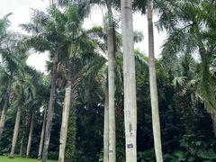 -深圳仙湖植物园