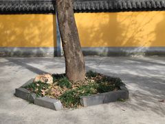 -灵谷景区