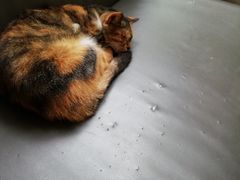 -同济大学本部学苑饮食广场