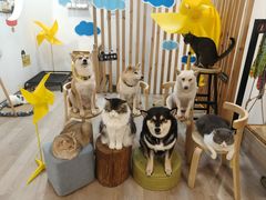 -柴迷FANS CLUB·柴犬狗咖·猫咖