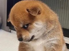 -海底捞火锅(青悦城店)