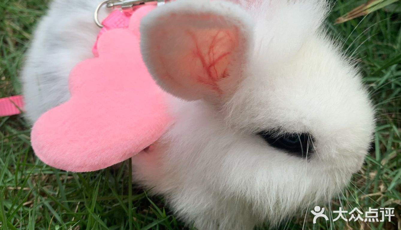 妈妈带本兔兔出来玩啦～ 好开心哦   附带本兔兔几张