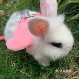 妈妈带本兔兔出来玩啦～ 好开心哦   附带本兔兔几张