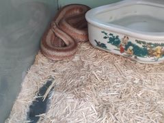 -上海大自然野生昆虫馆(东方明珠·爬宠昆虫探索中心)