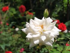 -人民公园(罗湖区)