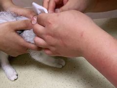 -艾贝尔宠物医院·狂犬免疫点(江山金象城店)