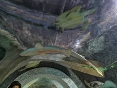 -绍兴梦享海洋公园