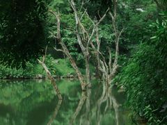-深圳仙湖植物园