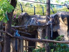 -清迈夜间动物园