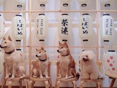 -柴迷FANS CLUB·柴犬狗咖·猫咖