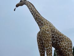 -西霞口神雕山野生动物世界