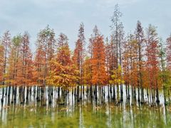 -白鹭湾湿地公园