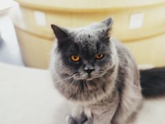 -猫和宫(六道口店)
