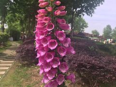 -上海鲜花港