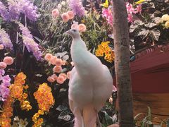 -正佳雨林生态植物园
