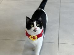 -关爱宠物医院·猫科中心·消化科(滨湖万达分院)