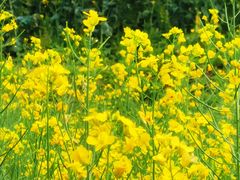 -光明小镇欢乐田园