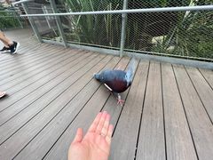 -新加坡飞禽公园
