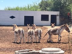 -青藏高原野生动物园