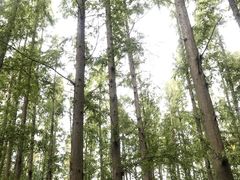 -东平国家森林公园