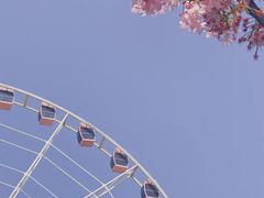 -顾村公园