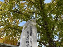-三里屯东五街银杏大道
