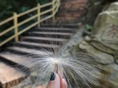 -江西阳明山国家森林公园