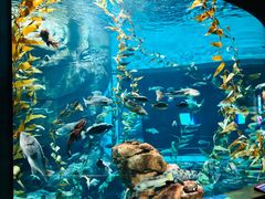 -瑞普利水族馆