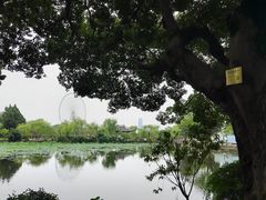 -无锡蠡湖国家湿地公园-蠡园