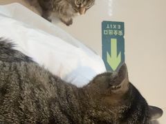 -平行世界·猫咖(首经贸店)