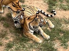-西霞口神雕山野生动物世界
