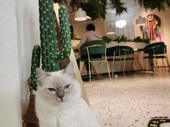 -喵喵咪呀布偶猫咖(春熙路店)