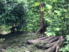 -都江堰中华大熊猫苑