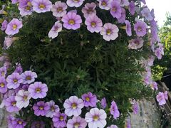 -荒度咖啡(北九水店)