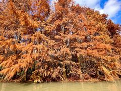 -上海海湾国家森林公园